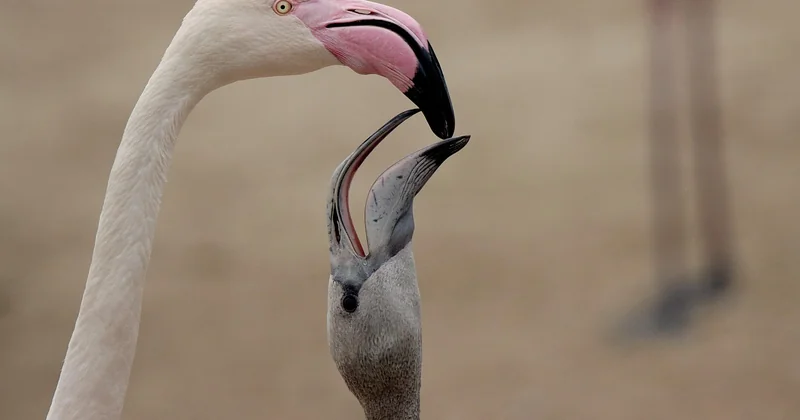 Les meilleures périodes pour voir les animaux sauvages en France